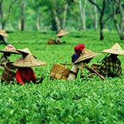 Assam Bulk SMS